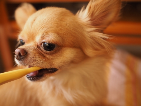 歯磨きをする犬