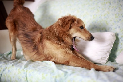 伸びをする犬