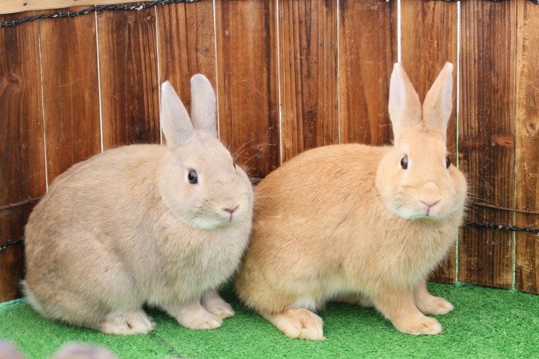 エキゾチックアニマルの治療について ひまわり動物病院